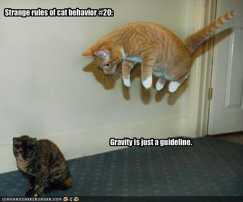 Cats vs Newton