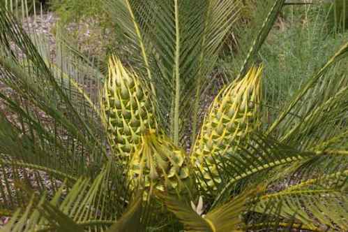 Macrozamia riedlei (Zamia Palm)