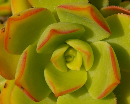 succulent2.jpg